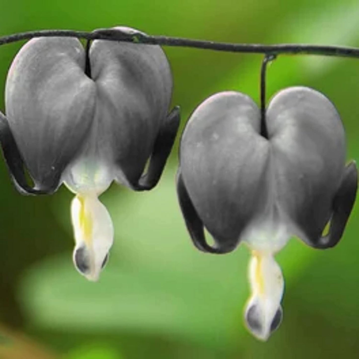 CHUXAY GARDEN Black Dicentra Eximia-Wild Fringed Bleeding-Heart,Turkey-Corn 25 Seeds Flowering Plant Rare Showy Accent Plant Low-Maintenance WN420