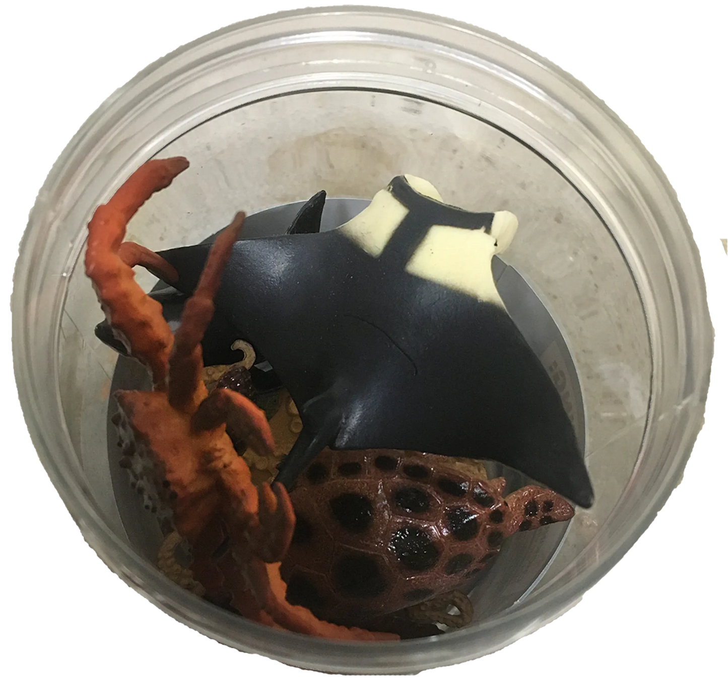 Marine Sea Animal 3" Figurine Assortment in Clear Container 6pcs