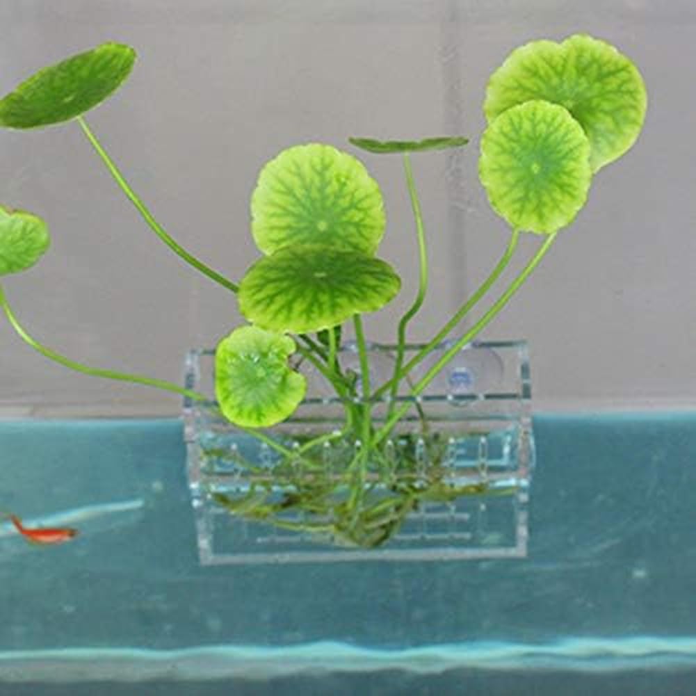 La La Pet Acrylic Mini Suction Cup for Aquatic Plants Transparent Water Plant Cup Pot Holder for Aquarium Fish Tank Decor Large BST326H