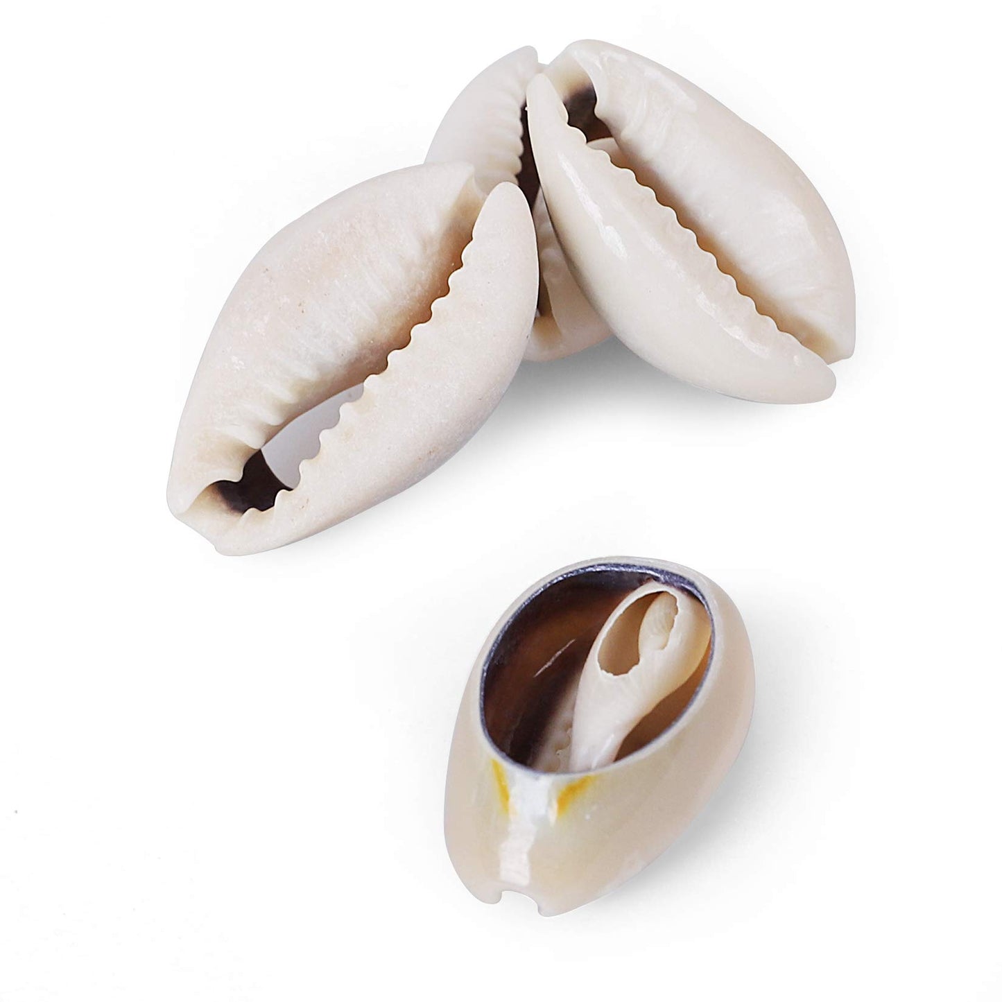 250 PCS Grey 0.71"-0.79"（18-20mm） Natural Strong Cowrie Shell Beads Smooth Cut Oval Seashells, Beach Seashells with Big Hole for DIY Craft Jewelry Making, Adorning Hair Locks and Braids BST220