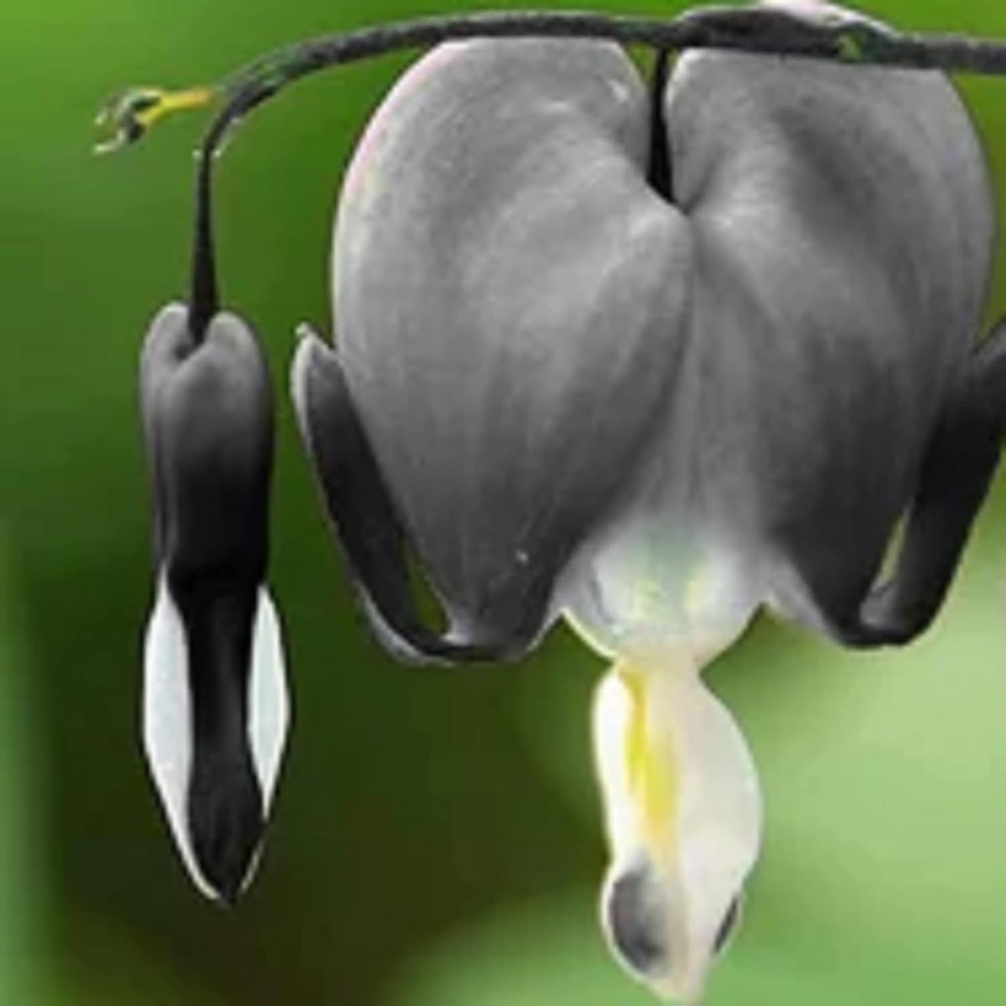 CHUXAY GARDEN Black Dicentra Eximia-Wild Fringed Bleeding-Heart,Turkey-Corn 25 Seeds Flowering Plant Rare Showy Accent Plant Low-Maintenance WN420