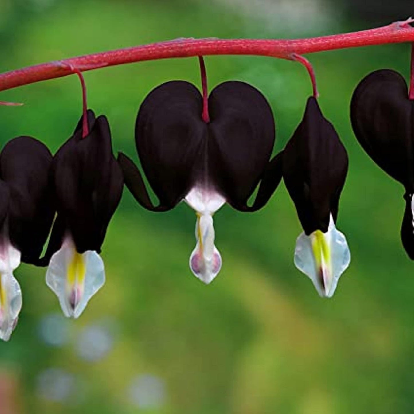 CHUXAY GARDEN Black Dicentra Eximia-Wild Fringed Bleeding-Heart,Turkey-Corn 25 Seeds Flowering Plant Rare Showy Accent Plant Low-Maintenance WN420