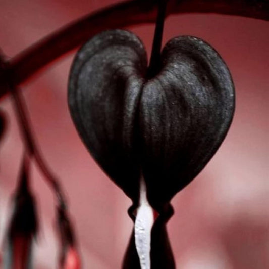CHUXAY GARDEN Black Dicentra Eximia-Wild Fringed Bleeding-Heart,Turkey-Corn 25 Seeds Flowering Plant Rare Showy Accent Plant Low-Maintenance WN420