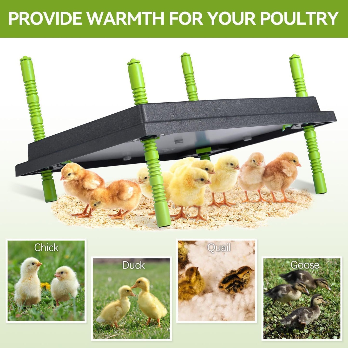Chick Brooder Heater Plate, 12"x16" Warmer Brooder Plate for Chicks with Adjustable Height & Temperature Display RD12