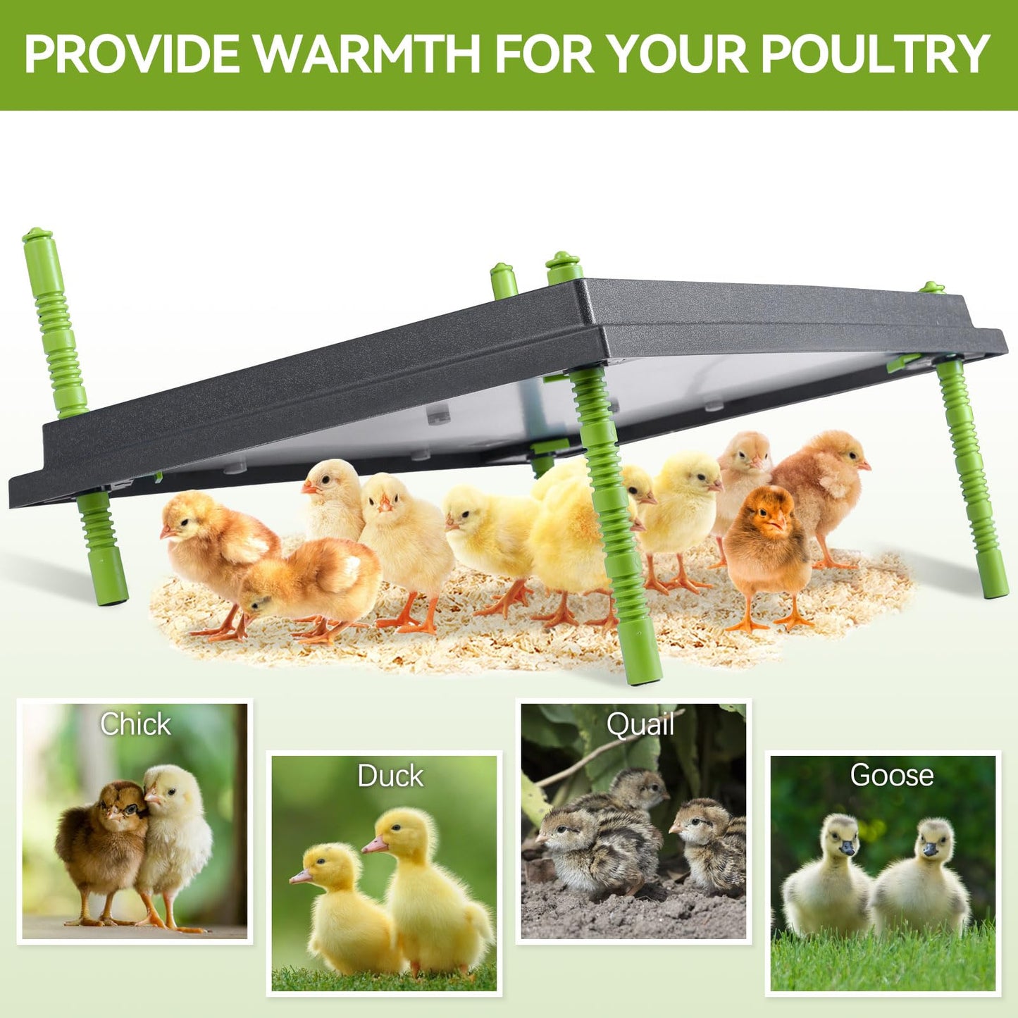Chick Brooder Heater Plate, 12"x16" Warmer Brooder Plate for Chicks with Adjustable Height & Temperature Display RD12