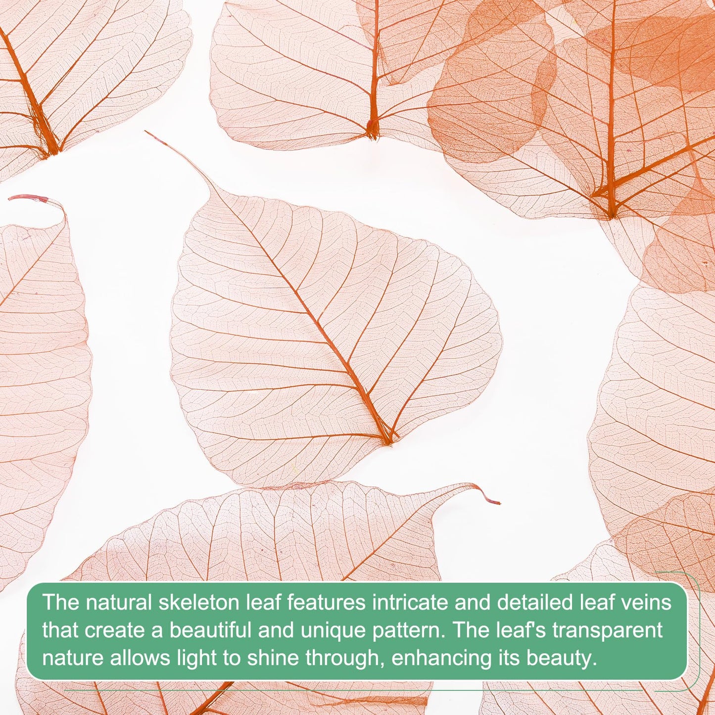 M METERXITY 100-Pack Skeleton Leaves, 5.1 Inch Natural Dried Pressed Bodhi Skeleton Leaves Vein for Resin/DIY Crafts Card/Scrapbook/Wedding, Small Leaves Decorative [Coffee] BST220