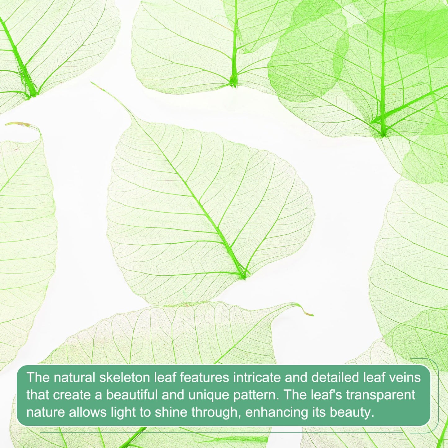 M METERXITY 100-Pack Skeleton Leaves, 5.1 Inch Natural Dried Pressed Bodhi Skeleton Leaves Vein for Resin/DIY Crafts Card/Scrapbook/Wedding, Small Leaves Decorative [Coffee] BST220