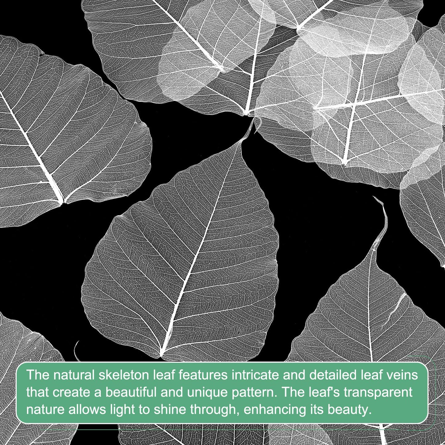M METERXITY 100-Pack Skeleton Leaves, 5.1 Inch Natural Dried Pressed Bodhi Skeleton Leaves Vein for Resin/DIY Crafts Card/Scrapbook/Wedding, Small Leaves Decorative [Coffee] BST220