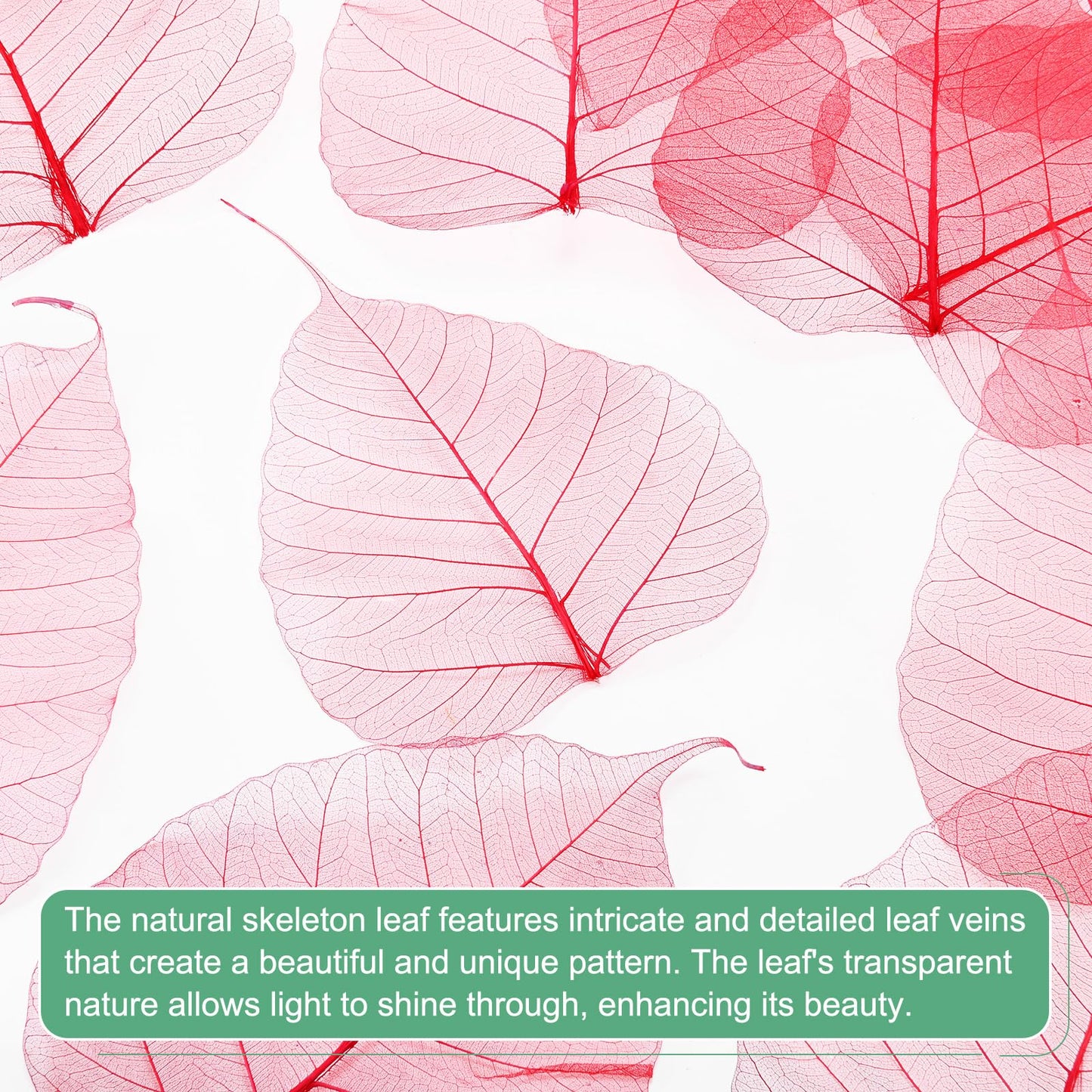 M METERXITY 100-Pack Skeleton Leaves, 5.1 Inch Natural Dried Pressed Bodhi Skeleton Leaves Vein for Resin/DIY Crafts Card/Scrapbook/Wedding, Small Leaves Decorative [Coffee] BST220