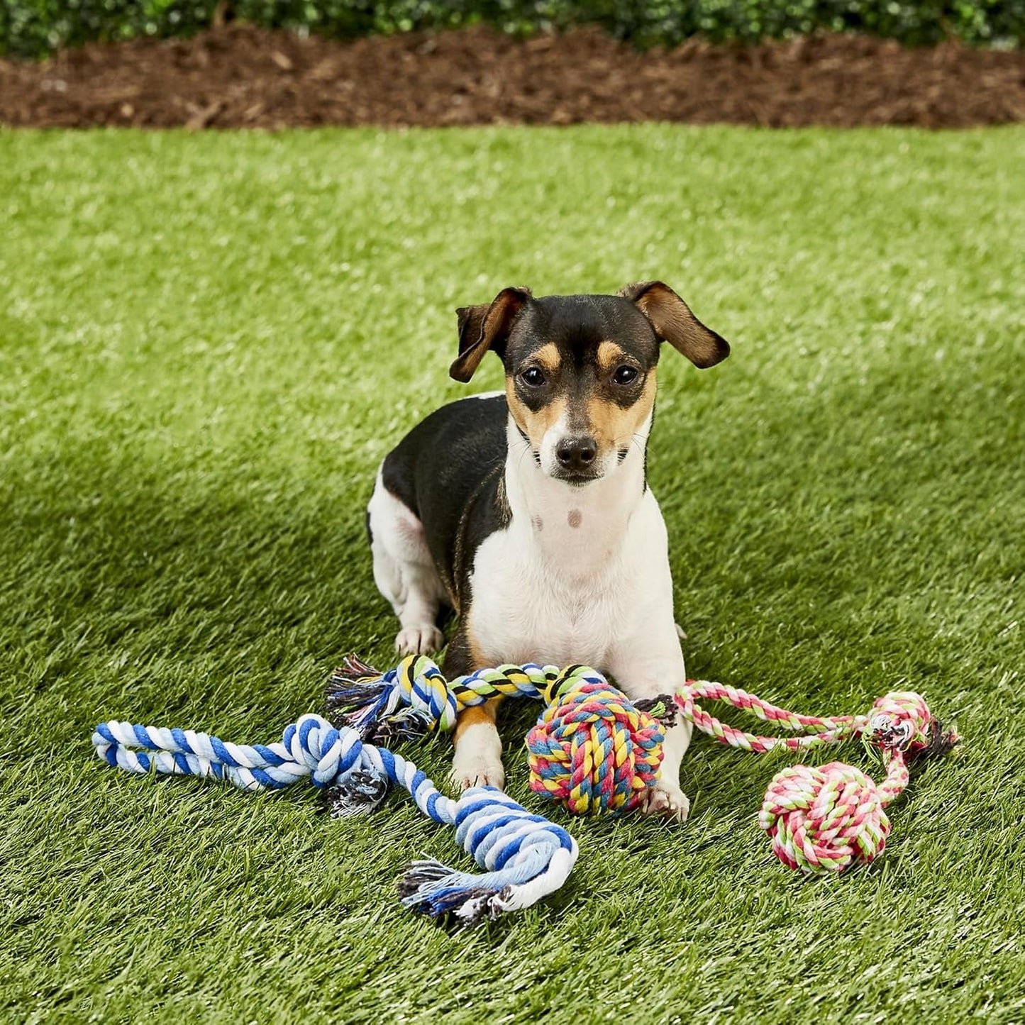Otterly Pets Small Puppy Dog Rope Toys for Play Chew Teething and Boredom - for Small and Toy Dogs (6-Pack) WN420
