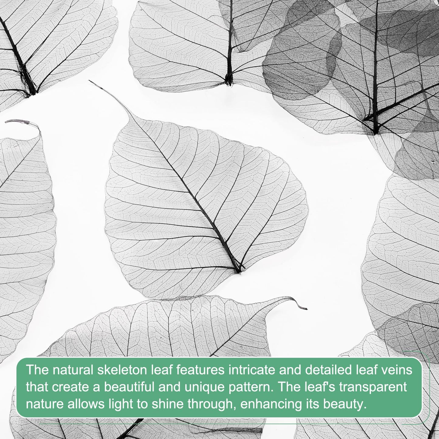 M METERXITY 100-Pack Skeleton Leaves, 5.1 Inch Natural Dried Pressed Bodhi Skeleton Leaves Vein for Resin/DIY Crafts Card/Scrapbook/Wedding, Small Leaves Decorative [Coffee] BST220